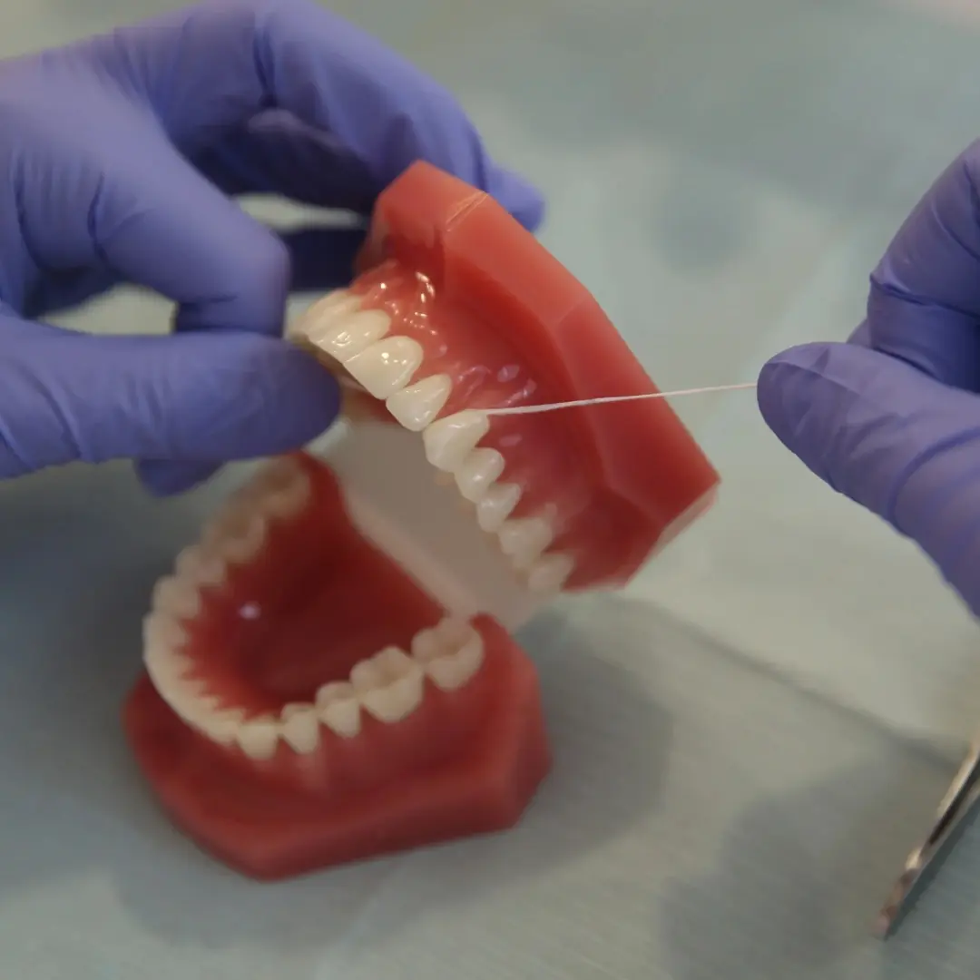 Gloved hands demonstrating flossing on a dental model of upper and lower teeth